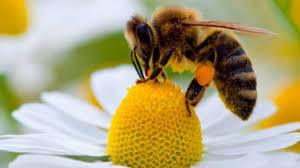 AVVISO divieto di trattare in fioritura per la tutela delle api
